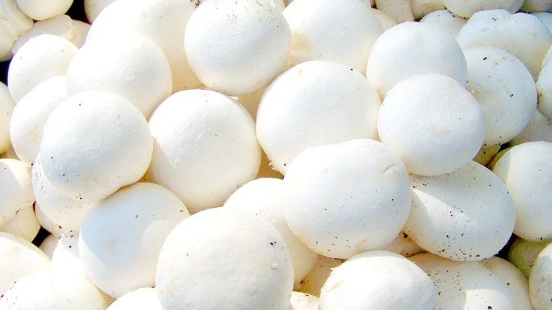 Sri Pachiyamman Mushroom Agency